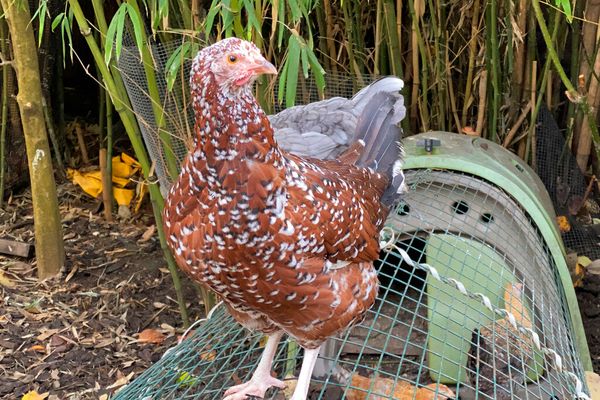 COVID Cluckers: Pandemic Feeds Demand for Backyard Chickens