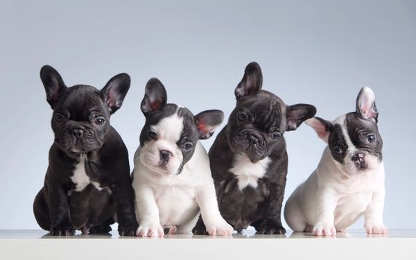 Look Out, Labs: French Bulldogs Now 2nd Most Popular U.S. Dog